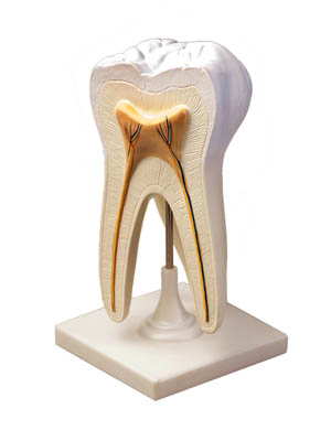 Модель строения зуба
