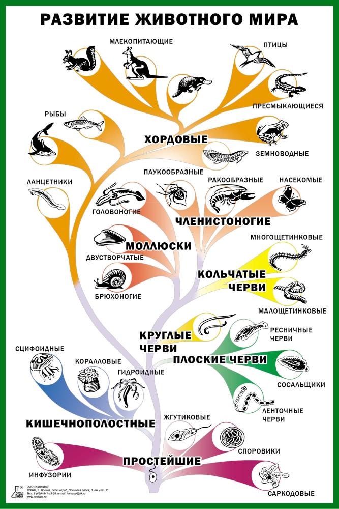 Таблица «Развитие животного мира» для оформления кабинета биологии